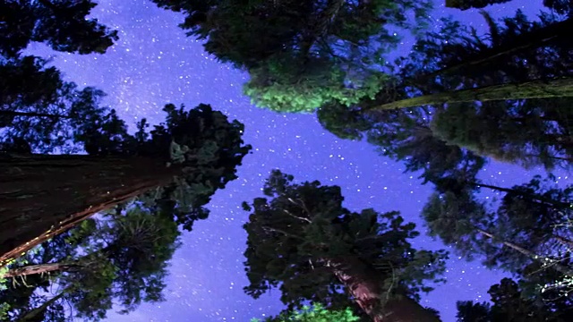 夜晚的天空-在树梢之上视频素材