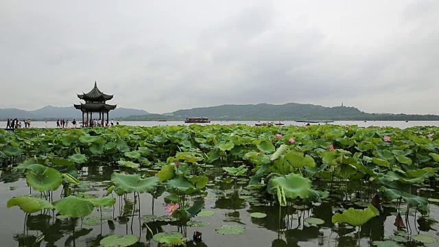 杭州西湖上的荷花和睡莲视频素材