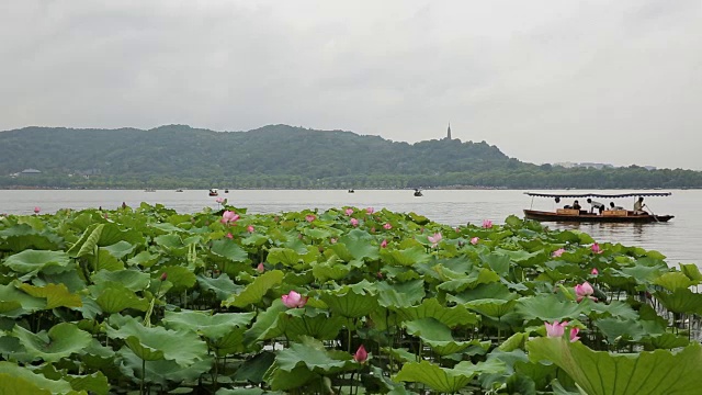杭州西湖上的睡莲视频素材