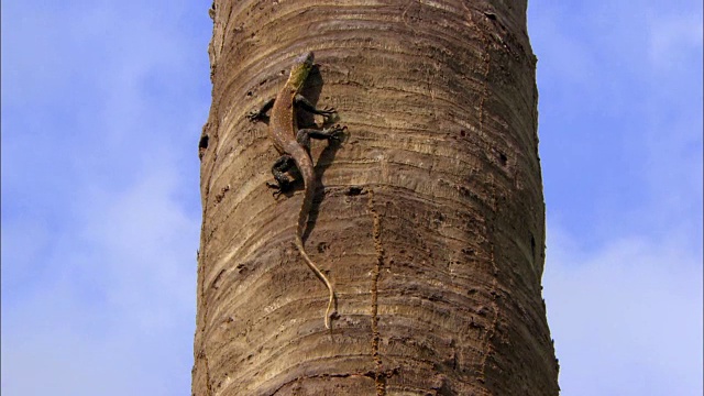 小科莫多龙爬上树视频素材