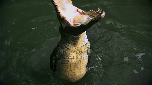 鳄鱼在水面上跳跃并张开嘴巴视频下载