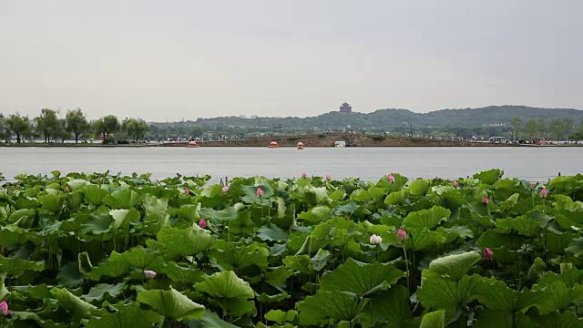 夏天的西湖，中国杭州视频素材