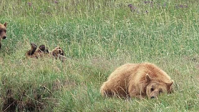 来自阿拉斯加海岸的棕熊视频素材