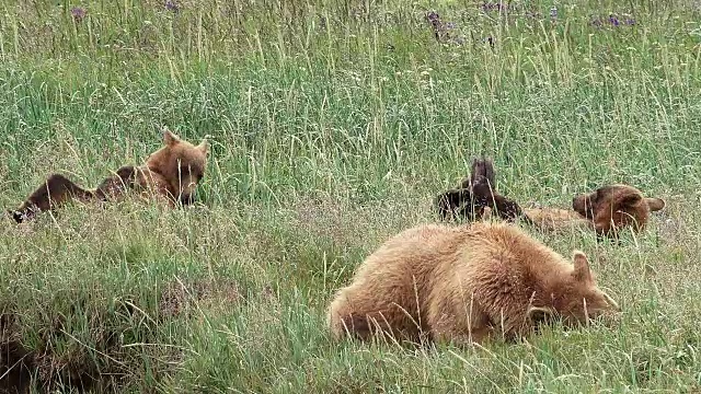 来自阿拉斯加海岸的棕熊幼崽在妈妈睡觉的时候玩棍子视频素材