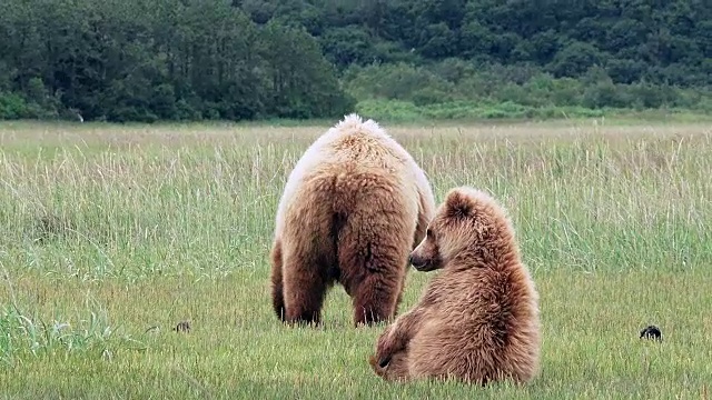 棕熊的幼崽滚到背上，然后和妈妈一起离开，从阿拉斯加海岸视频素材