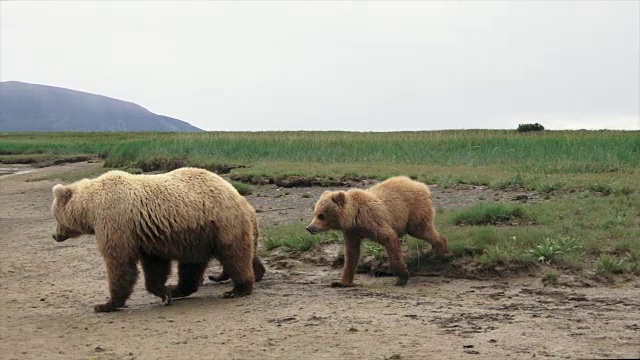 棕熊妈妈和两只幼崽警觉起来，从阿拉斯加海岸过河视频素材