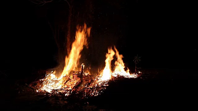 火焰在一棵树附近燃烧。视频下载