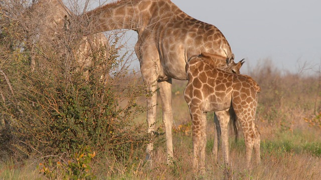 长颈鹿群与小牛一起吃/卡拉哈里中部保护区，博茨瓦纳视频素材