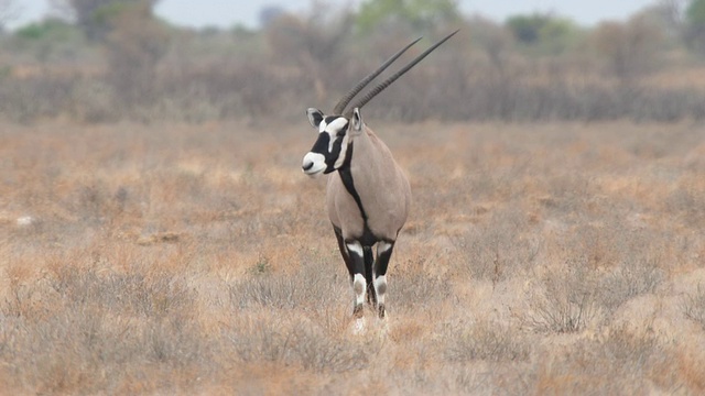 羚羊漫步/卡拉哈里中央保护区，博茨瓦纳视频下载