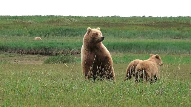 棕熊妈妈和幼崽担心公熊会从阿拉斯加海岸逃走视频素材