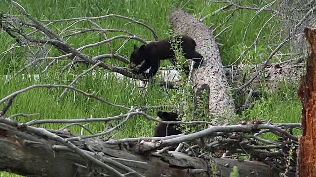 这是两只小熊在树上玩耍的照片视频素材
