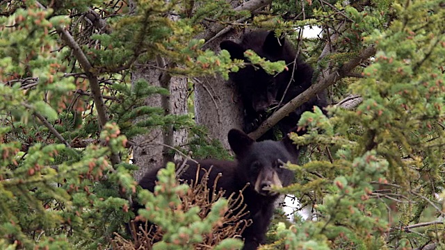 MS/TS拍摄到两只黑熊幼崽在树上玩耍视频素材