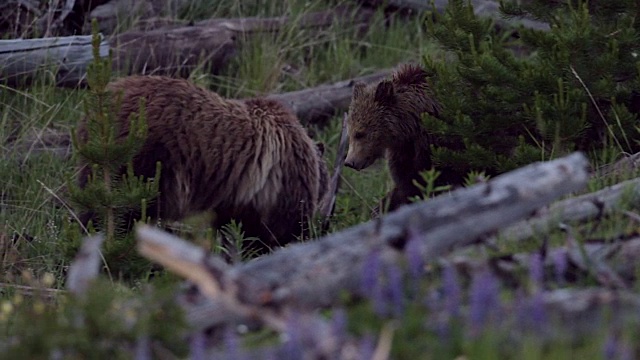 黄昏时分，一只小灰熊(Ursus arctos horribilis)跑下山坡视频素材