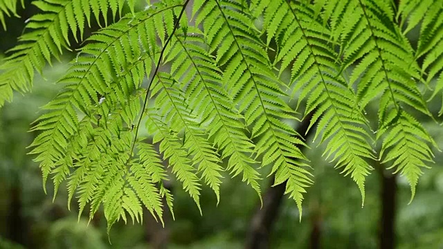 热带雨林蕨类(苏铁)的叶子视频素材