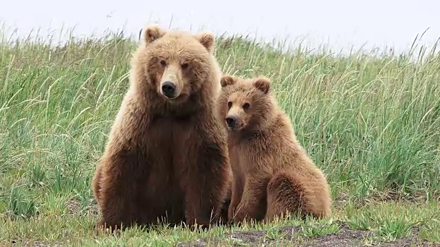棕熊妈妈和熊宝宝们，一个坐着，一个进来，然后离开，从阿拉斯加海岸视频素材