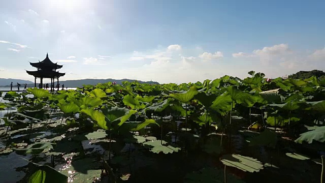 风景优美的西湖在夏天，杭州，中国视频素材