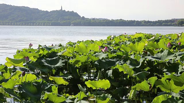 杭州西湖上的荷花田，夏天的风景视频素材