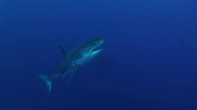 加利福尼亚海岸深蓝水域的两只大白鲨视频下载