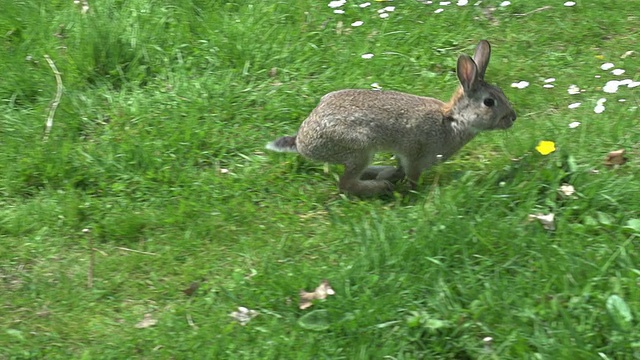 欧洲兔或野兔，oryctolagus cuculus，成人在草地上奔跑，诺曼底，慢动作视频下载