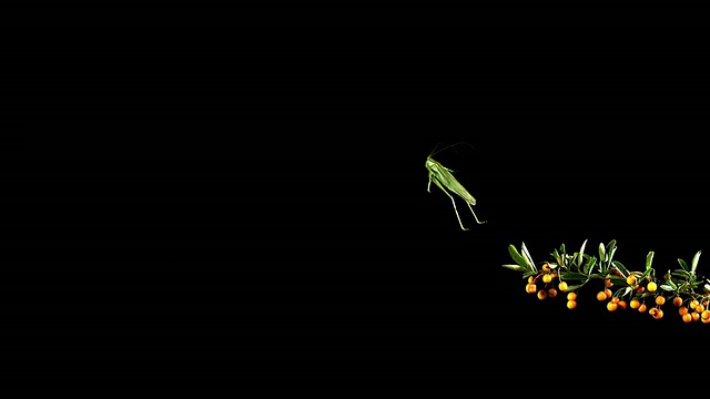 绿毛大蟋蟀，绿毛tetigonia viridissima，成年跳跃，弗朗西的诺曼底，慢镜头视频素材
