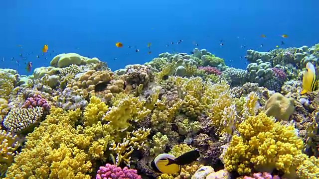 在沙姆斯阿拉姆珊瑚礁/红海浮潜视频素材