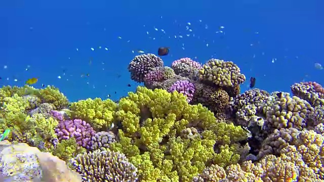 埃及红海的沙姆斯阿拉姆珊瑚礁视频素材
