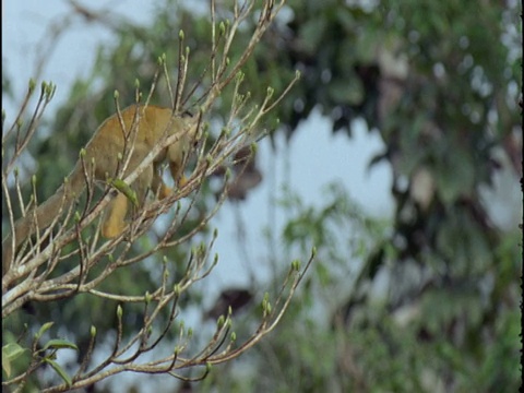 秘鲁，松鼠猴从树上跳下来视频素材