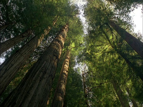 阳光转移到海岸红杉，红杉国家公园，美国视频素材