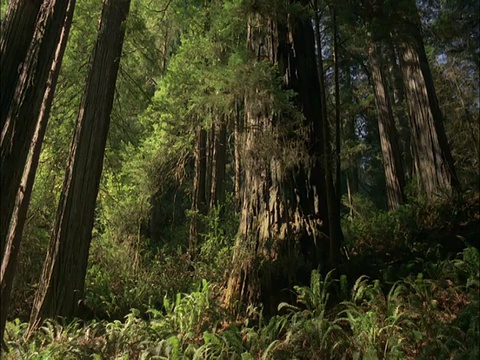 阳光转移到海岸红杉，红杉国家公园，美国视频素材