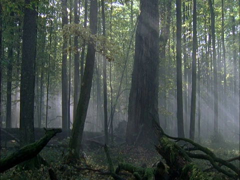 迷雾森林，比亚沃维耶扎，波兰视频素材
