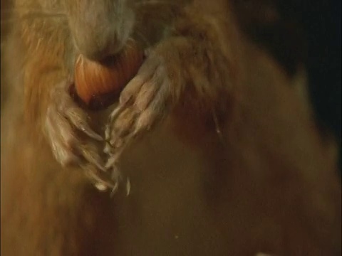 红松鼠(Sciurus vulgaris)在森林中收集坚果，比亚沃维耶扎，波兰视频素材