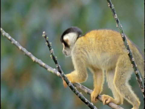 秘鲁，松鼠猴在树间跳跃视频素材