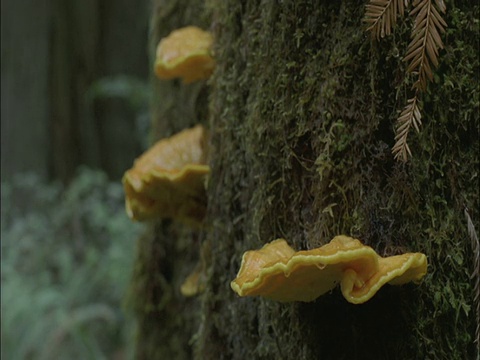 真菌在海岸红杉树上滴水，红杉国家公园，美国视频下载