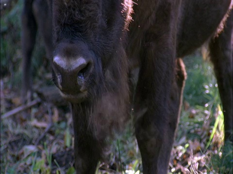 波兰比亚沃维耶扎森林中的欧洲野牛(欧洲野牛)视频素材
