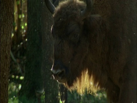 森林中的欧洲野牛，比亚沃维耶扎，波兰视频素材