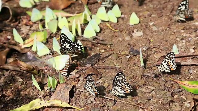 地上成群的蝴蝶视频下载