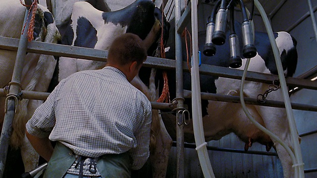 低角度工人将奶牛固定在挤奶机上/英国视频下载