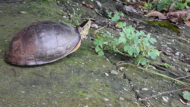 乌龟在水泥地上行走。视频下载