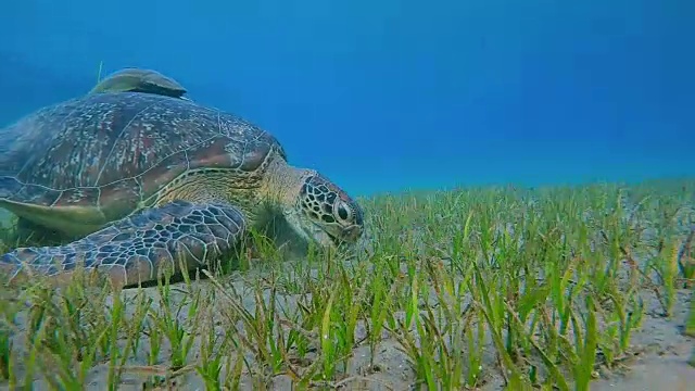 在红海的海草床上吃草的绿海龟视频素材