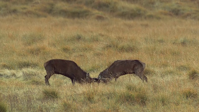 苏格兰赫布里底群岛的鲁姆岛，两只麋鹿Cervus elaphus开始战斗视频下载