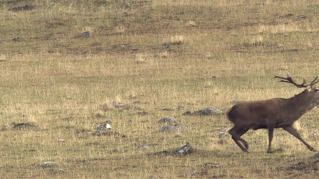 苏格兰赫布里底群岛的朗姆岛，马鹿和麋鹿的对决，一人获胜视频下载