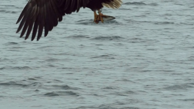 MS SLO MO TS拍摄白尾海鹰大比目鱼(Haliaeetus albicilla)飞着然后俯冲下来捕鱼/苏格兰马尔、阿盖尔和比特岛视频素材
