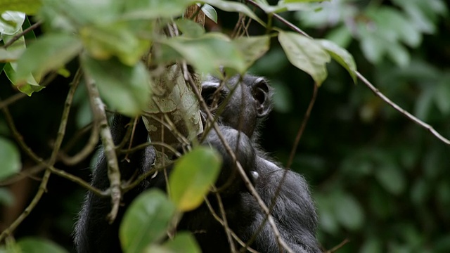 在刚果金沙萨的一棵树上拍摄的倭黑猩猩妈妈和婴儿视频下载