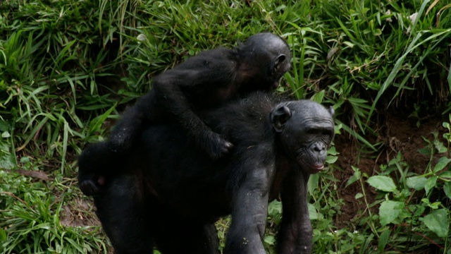 MS TU SLO MO拍摄倭黑猩猩幼崽和幼崽在河边捡苹果。幼崽在妈妈的背上/刚果金沙萨视频下载