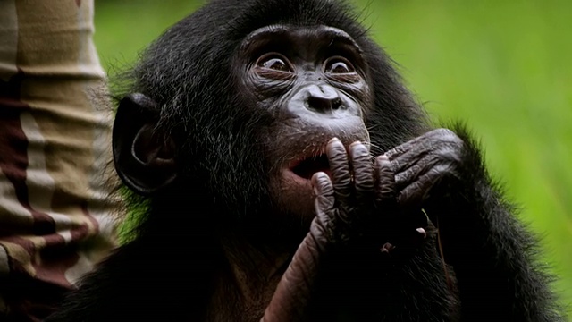 刚果金沙萨，矮黑猩猩宝宝在草地上玩耍视频下载