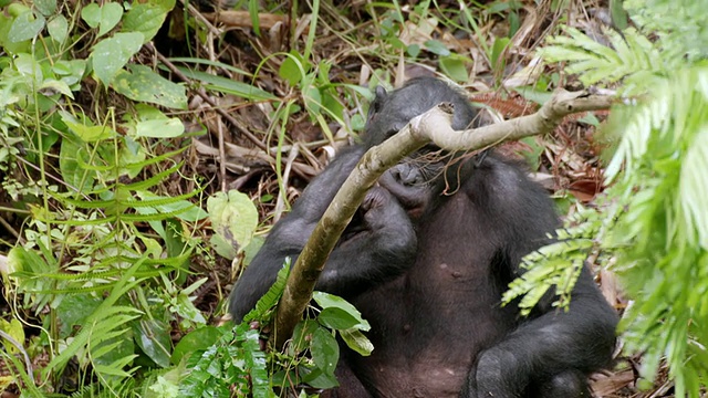 图为刚果金沙萨森林中搜寻食物的倭黑猩猩视频下载