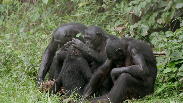 刚果金沙萨，倭黑猩猩梳理幼倭黑猩猩的MS照片视频下载