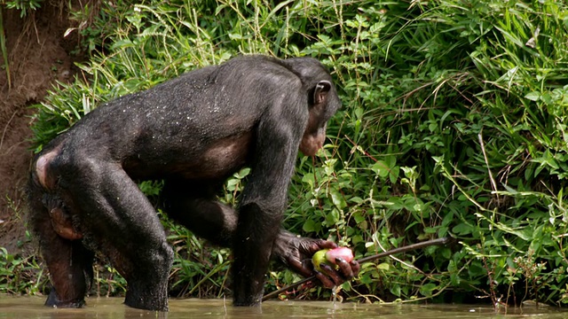 MS PAN SLO MO拍摄倭黑猩猩在河里洗澡和吃水果/刚果金沙萨视频下载