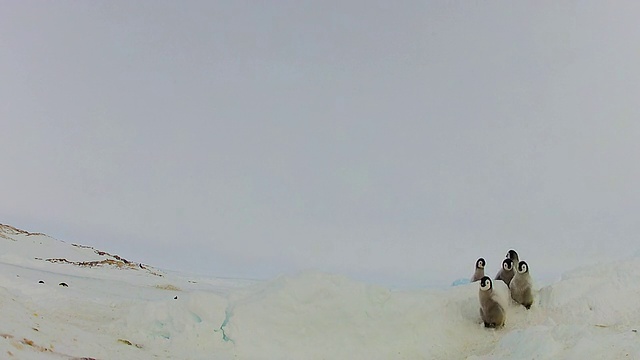 南极阿德利陆地上的杜蒙·居维尔站，雪地里的一群帝企鹅幼崽走向摄像机视频素材