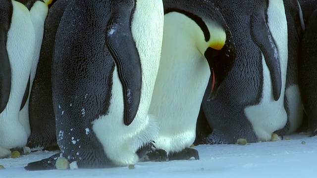这张照片拍摄的是帝企鹅在轻微的暴风雪中，小企鹅为配偶照顾一群企鹅视频素材